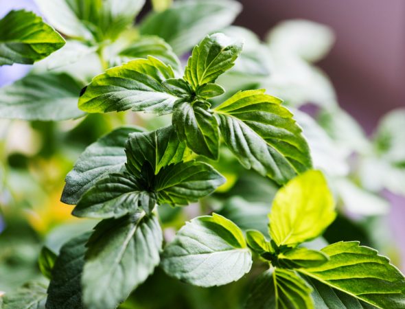 Oregano (Origanum vulgare)