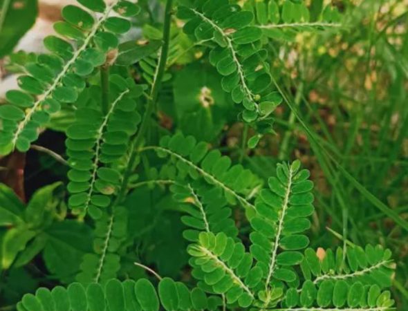 Stonebreaker for kidney stone support and urinary health