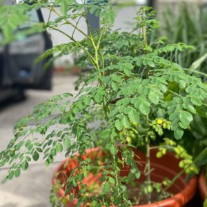 Moringa Plant