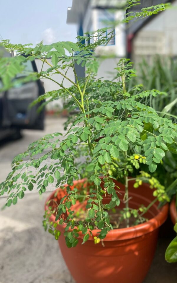 Moringa Plant
