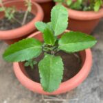 Miracle Leaf