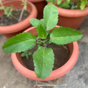 Miracle Leaf