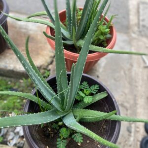 Aloe-Vera