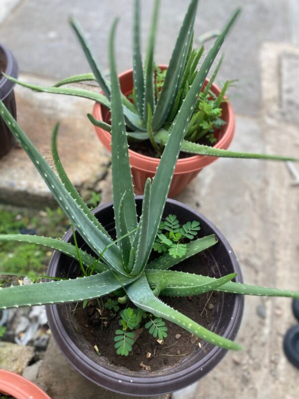 Aloe-Vera