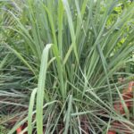 Lemon Grass