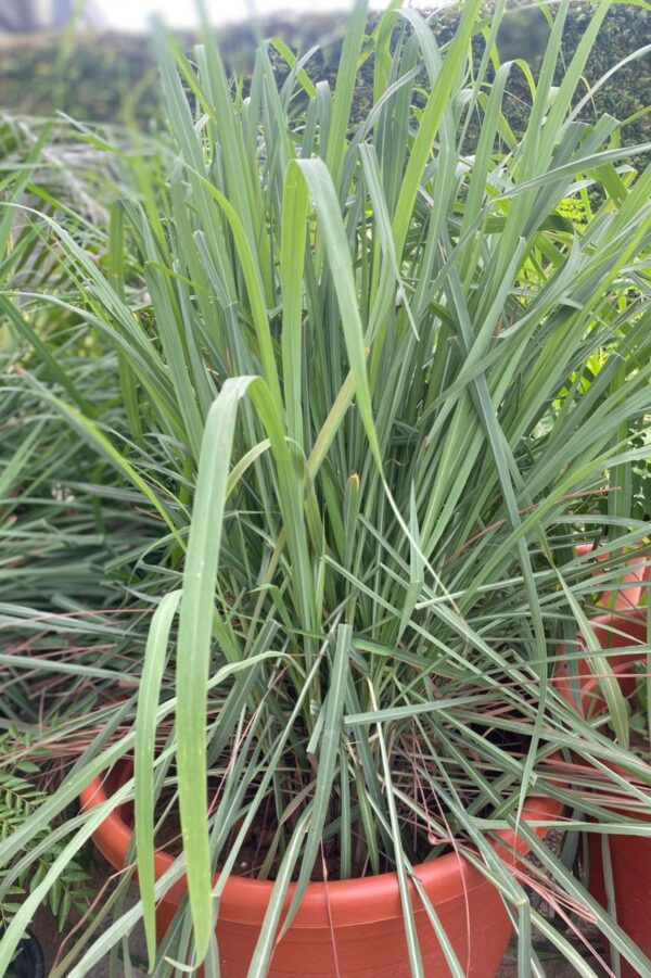 Lemon Grass