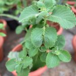 Oregano