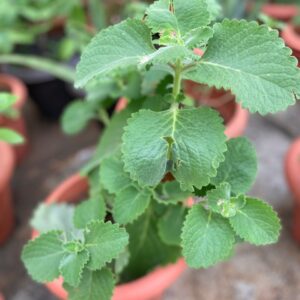 Oregano