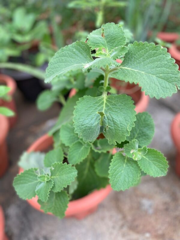 Oregano
