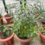 Holy Basil