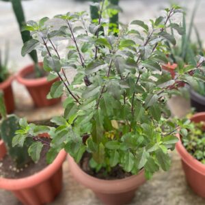 Holy Basil