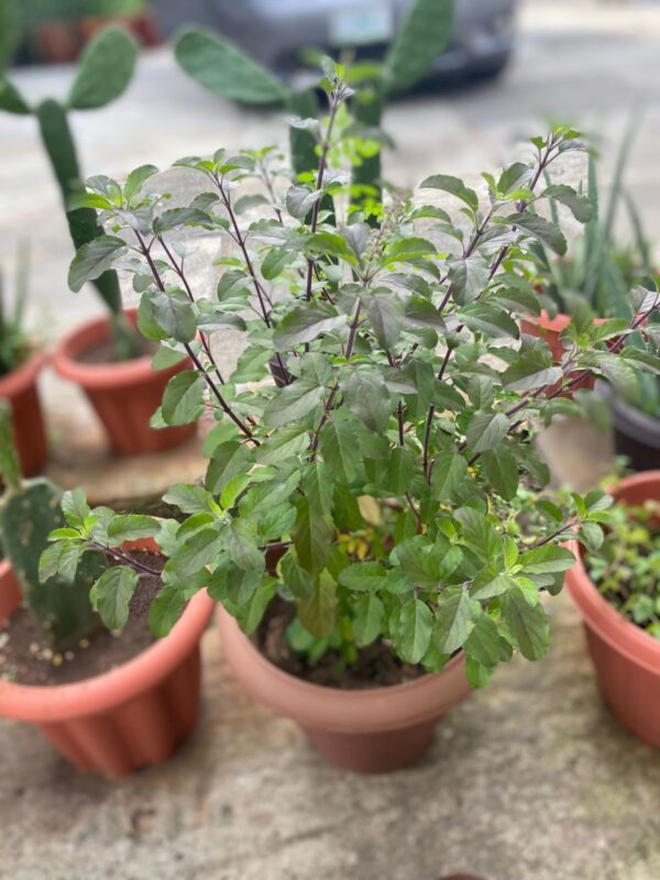 Holy Basil