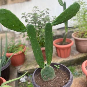 Cactus Plant