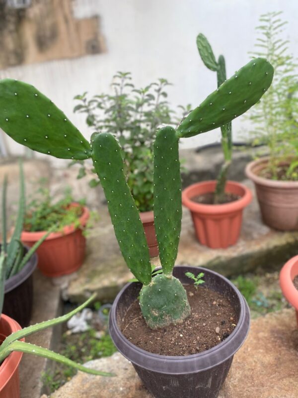 Cactus Plant