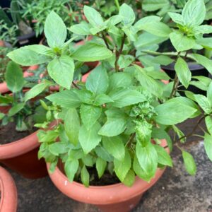Basil